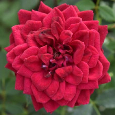 Роза серия Пикси Моув 