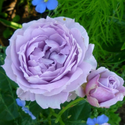 Роза флорибунда Новалис  