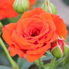 Роза миниатюрная Ориндж Бэбифлор