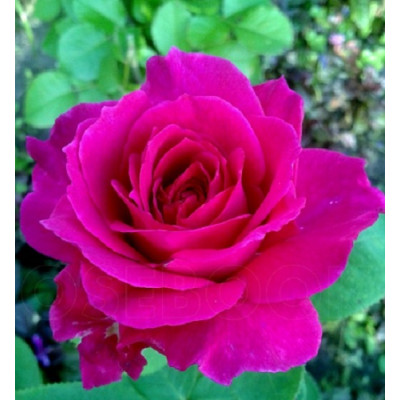Роза чайно-гибридная Ориент  