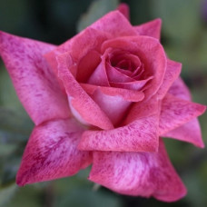 Роза чайно-гибридная Пьер Карден 