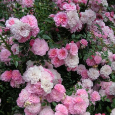Роза почвопокровная Пинк Беллс 