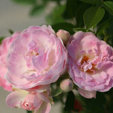 Роза миниатюрная Пинк Морсдаг 