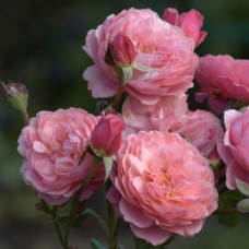 Роза парковая Прикс П.Ж.Редут 