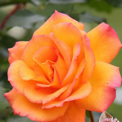 Роза парковая Сахара 