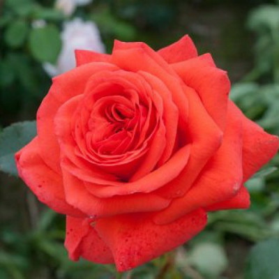 Роза плетистая Салита  