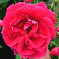 Роза канадская полуплетистая Капитан Самуэль Холланд 