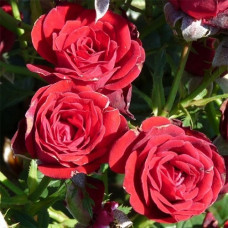 Роза миниатюрная Скарлет Хит 