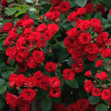 Роза почвопокровная Скарлет Мейяндекор 