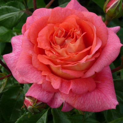 Роза флорибунда Зоммерзонне  