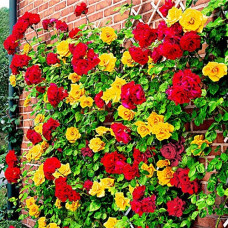 Роза плетистая  Спениш Флаг 