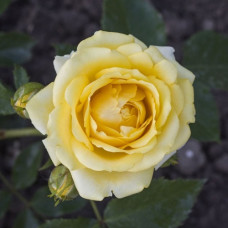 Роза спрей Сан Сити