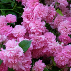 Роза почвопокровная Супер Дороти 