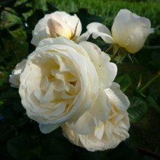 Роза плетистая Ютерсен Клостерросе 