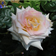 Роза флорибунда Ванила 