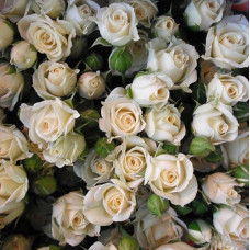 Роза миниатюрная Вайт Лидия 