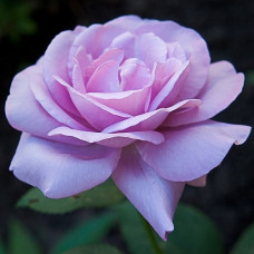 Роза плетистая Клайминг Индиголетта