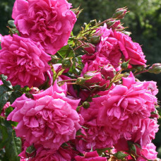 Роза плетистая Лагуна