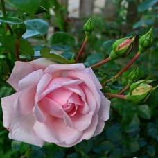 Роза плетистая Нью Даун 