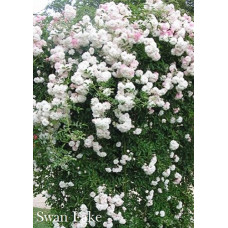 Роза Сван Лейк плетистая IMPERIAL ROSE (Сербия)