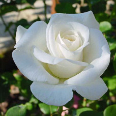 Роза плетистая Клайминг Вирго 