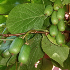 Актинидия коломикта Изюмная