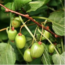 Актинидия коломикта Находка