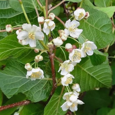 Актинидия аргута Солнечный (мужской опылитель)