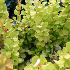 Барбарис Тунберга Голден Горизонт 