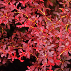 Барбарис Тунберга Ред Дрим 