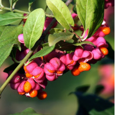 Бересклет европейский 