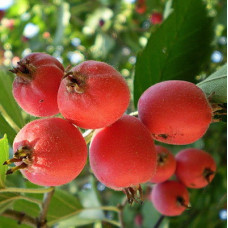 Боярышник Людмил