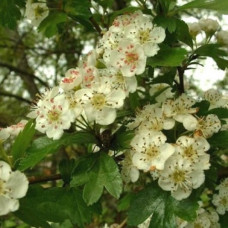 Боярышник остроиглистый (живая изгородь)