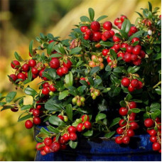 Брусника Файрболлз (Серия Северный Сад)