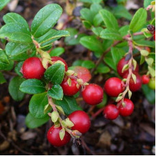 Брусника Мисс Черри