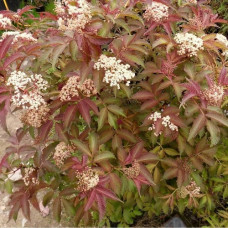 Бузина черная Серенада 