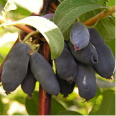 Жимолость съедобная Чулымская