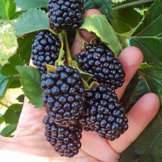 Ежевика Блэк Мэджик 