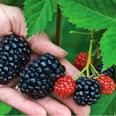 Ежевика Эбони 