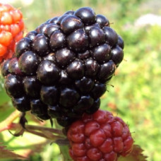 Ежевика Люкс Гай 