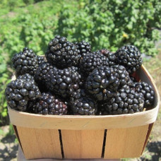 Ежевика Люкс Хевен Кэн Вэйт (Небеса могут подождать)