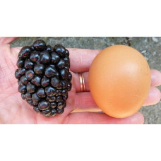 Ежевика Кайова 