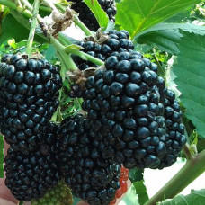 Ежевика Прайм Арк Фридом 