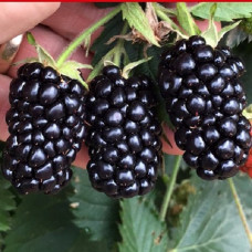 Ежевика Люкс Прайм Арк Тревелер 