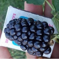 Ежевика  Люкс Прайм Арк 45 