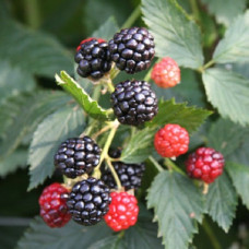 Ежевика Тонлесс Логан 