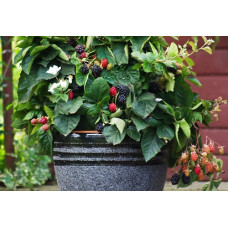 Ежевика Пёпл Опал 