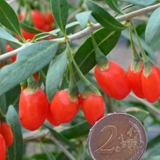 Годжи (Лициум, Дереза обыкновенная) Принцесса Тао 