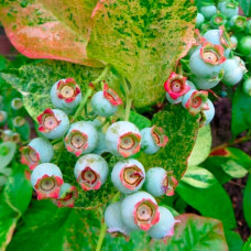 Голубика высокорослая Фламинго (серия Патио) 