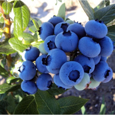 Голубика высокорослая Коллинс 